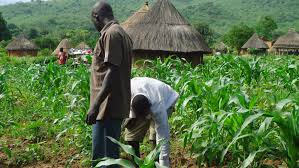 SPECIAL REPORT: Inside the world of Nigeria’s financially excluded farmers